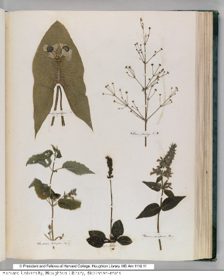 Emily Dickenson's Herbarium